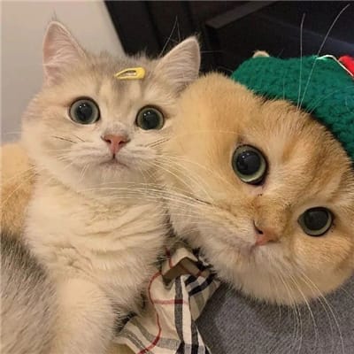 Zeinab Harake avatar